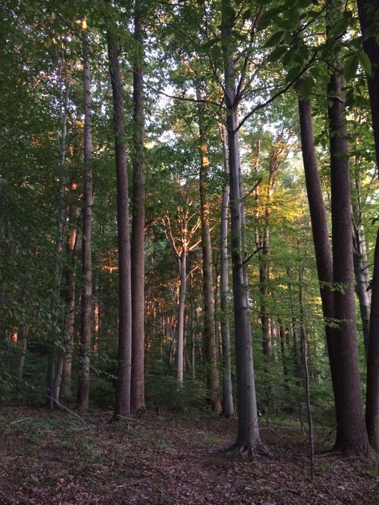 Hiking in Northern Virginia