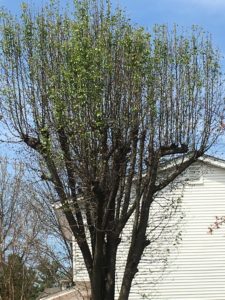 Example of a topped tree