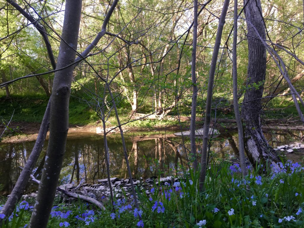 A walk in the woods