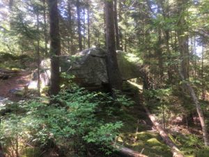 Trees growing in rocks; nature at it's finest.