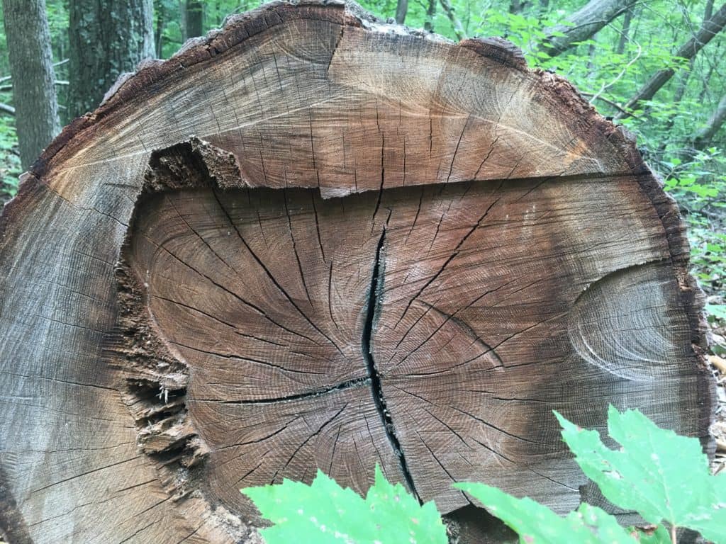 Dead read oak