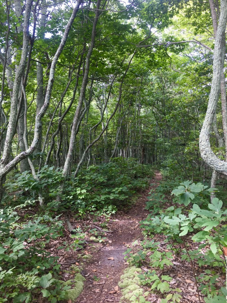 Sassafras trees in the forest.