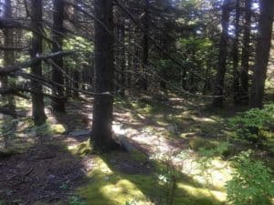 Spruce Knob is covered with spruce trees