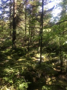 Spruce trees and sunlight filtering through.