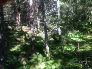 Woods on the top of Spruce Knob.