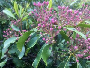 Buds on a wild rhododendron. 