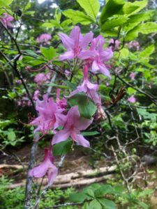 Wild azalea up close.