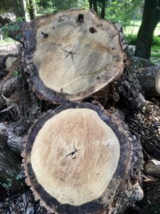 Old oak tree with approximately 300 growth rings.