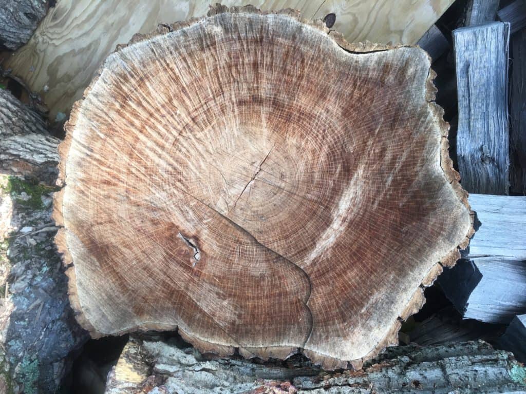 Cross section of a Hickory log.