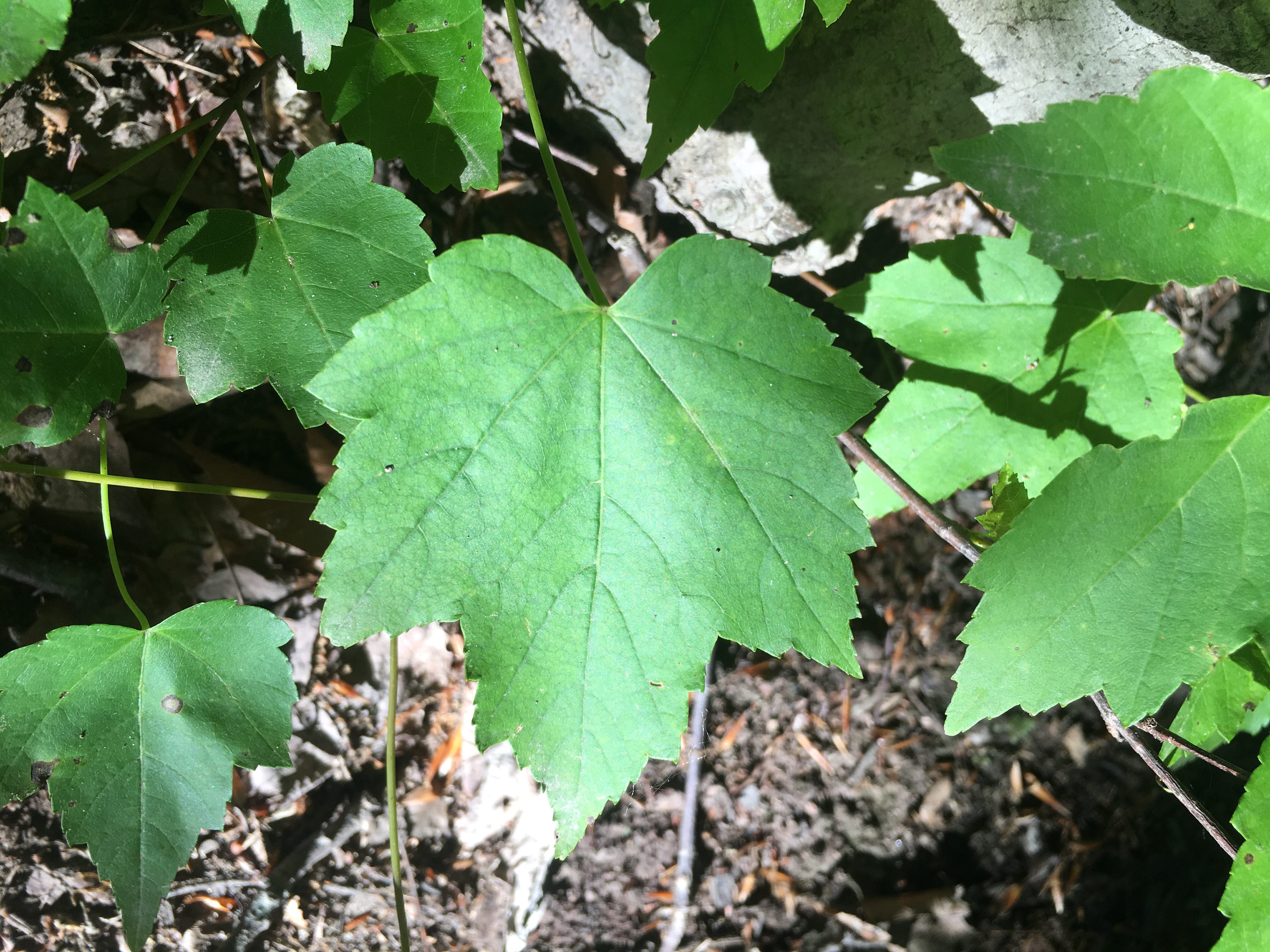 An example of green leaves.