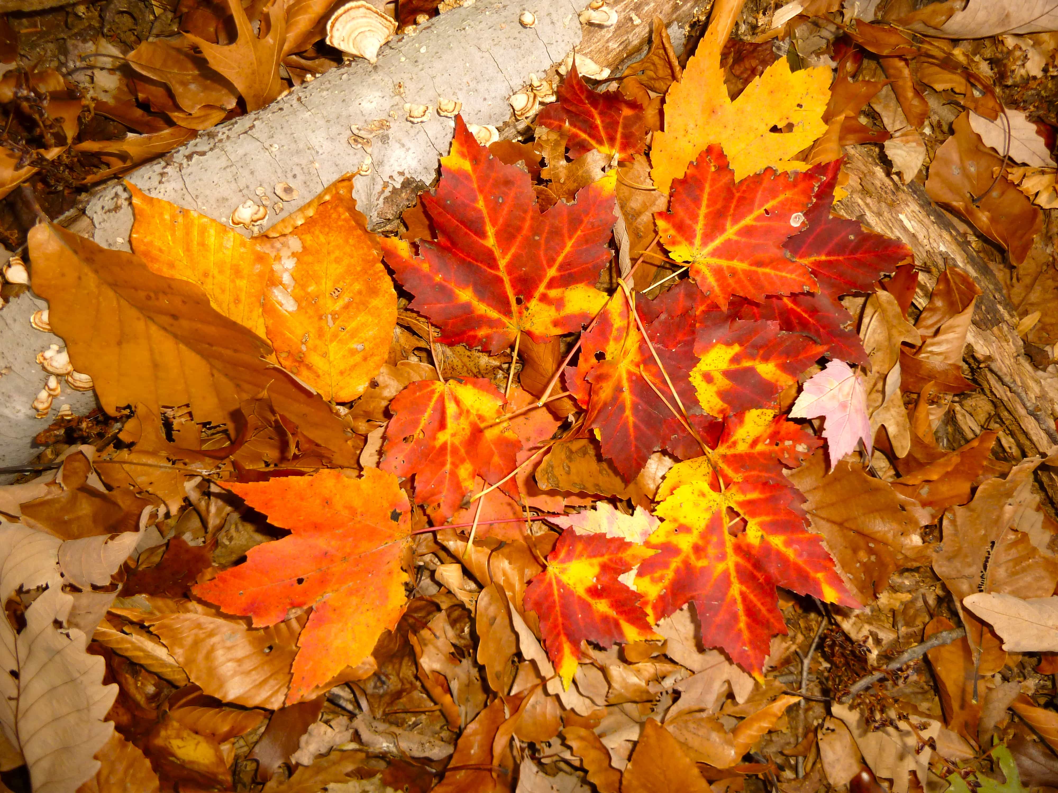 Beautiful fall maple leaves