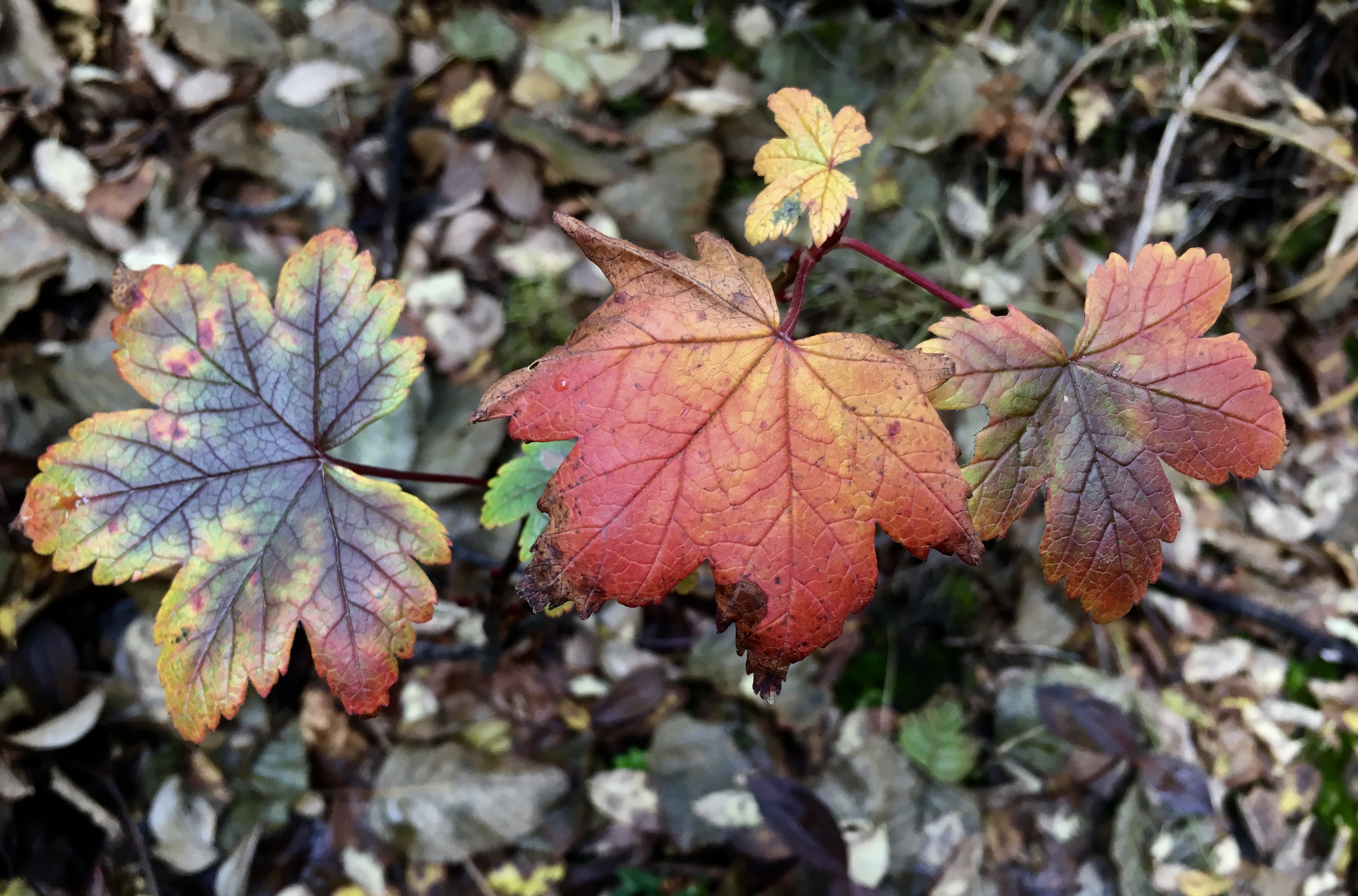 Fall leaves