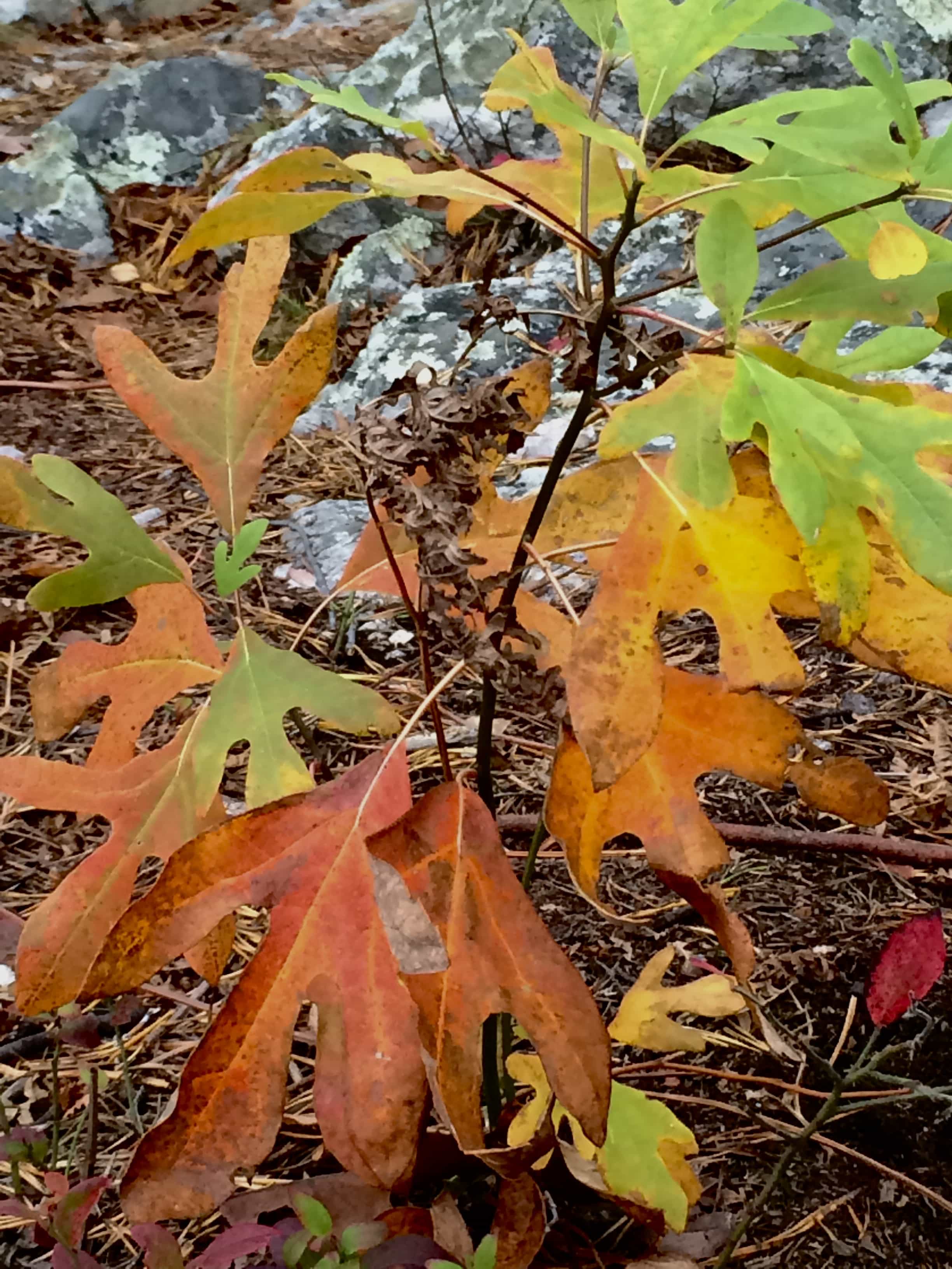 Multicolored sassafras leaves.