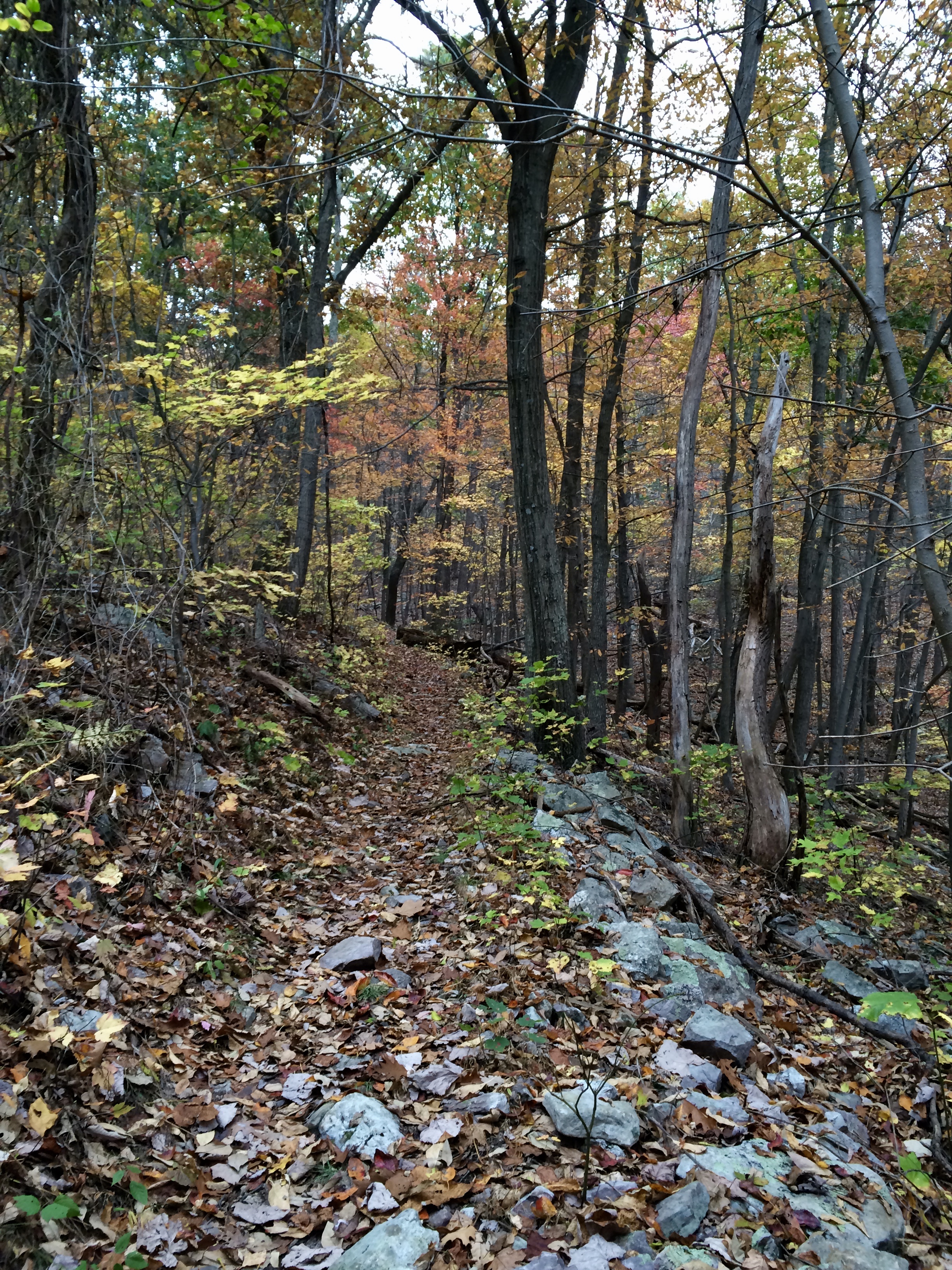 Example of leaves changing color.