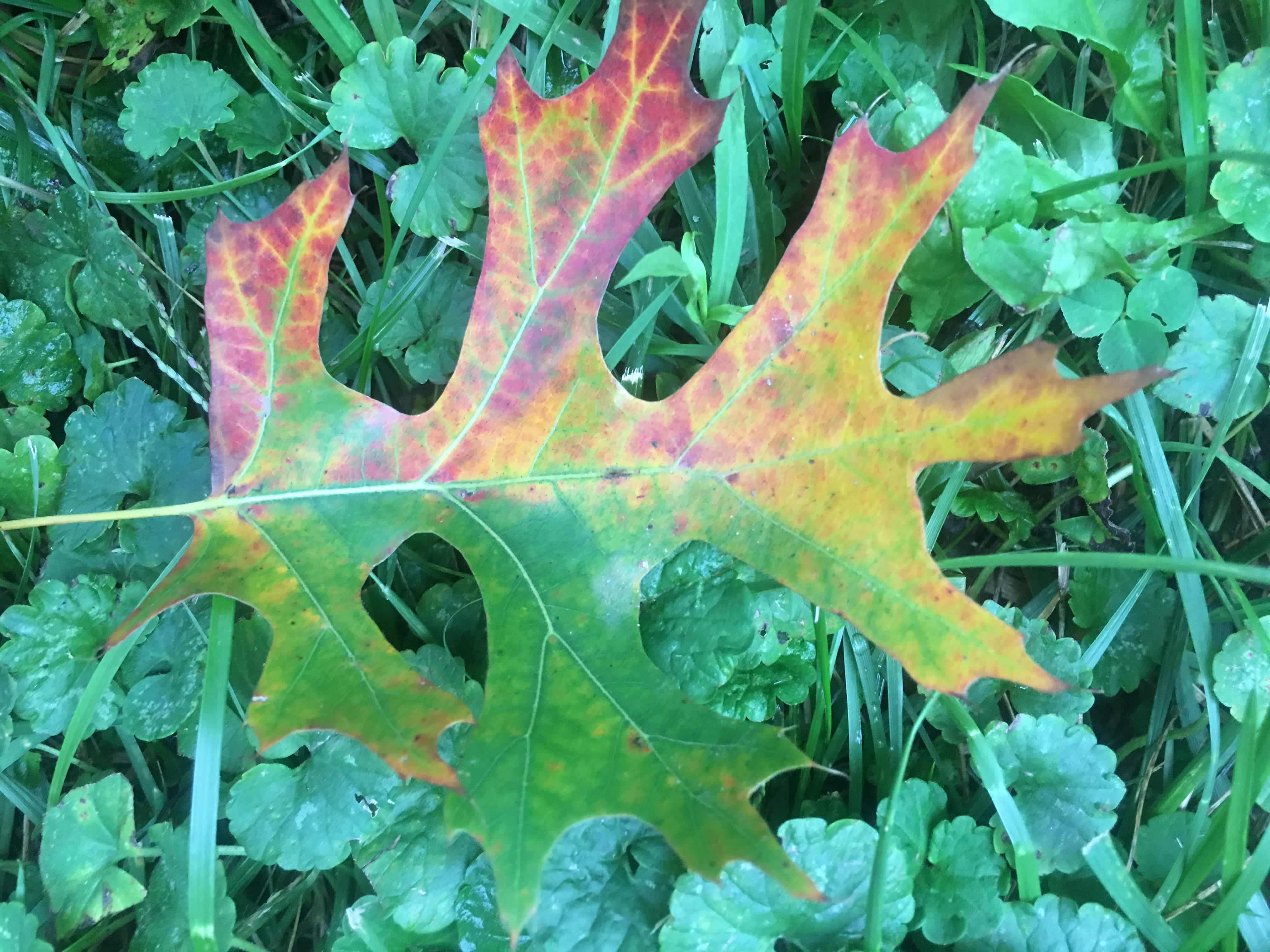 Oak leaf starting to change color.
