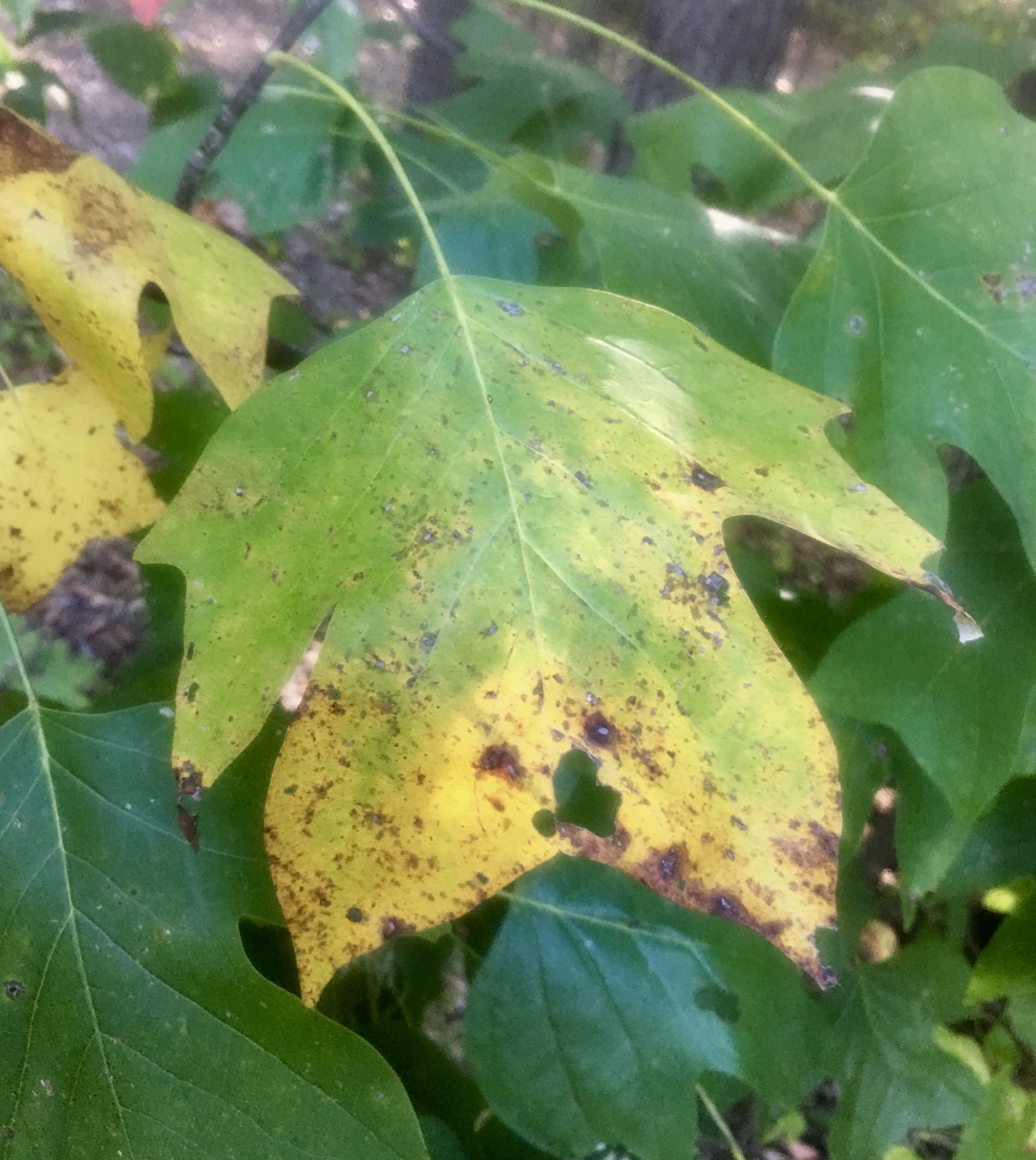 Example of a poplar tree leaf. changing color.