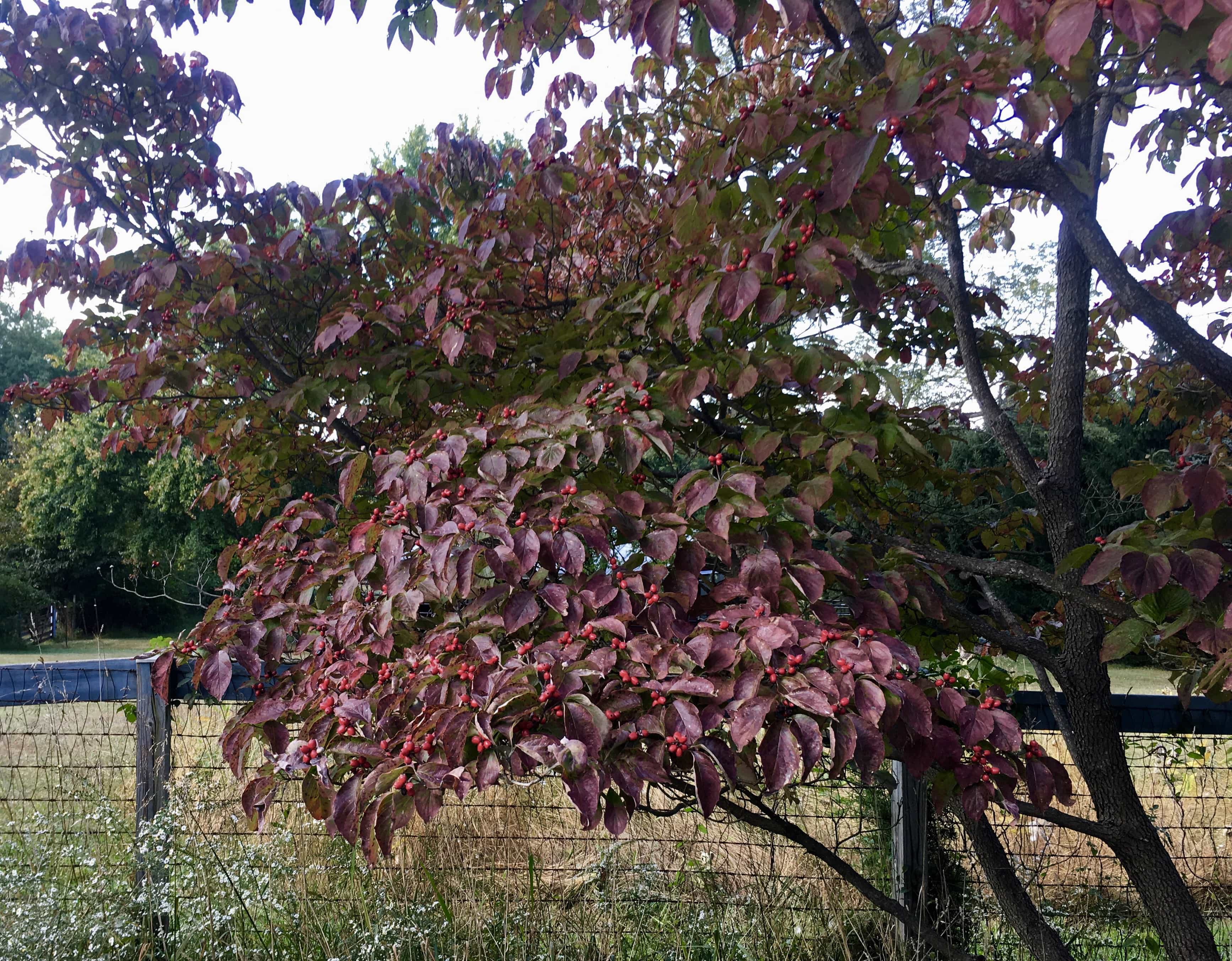 Dogwood tree changing colors.