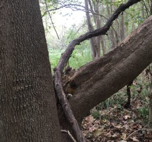 Tree removal large horizontal growing limb