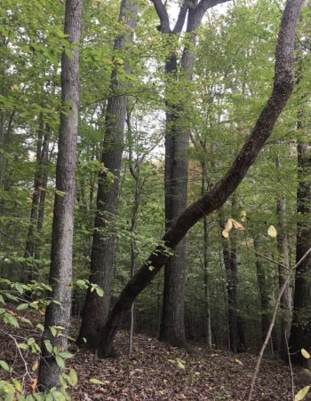 Tree removal leaning limb