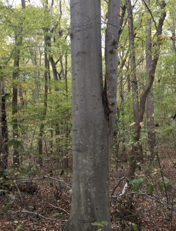 Tree removal decaying lead