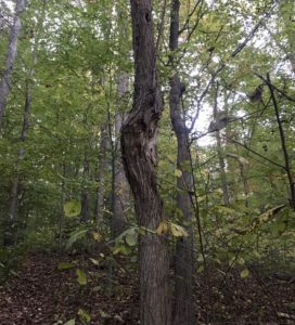 Tree removal serious trunk flaw