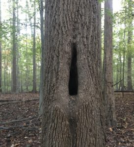 Tree removal, tree with old scar.