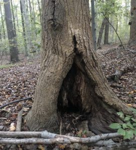 Tree trunk with major old injury.