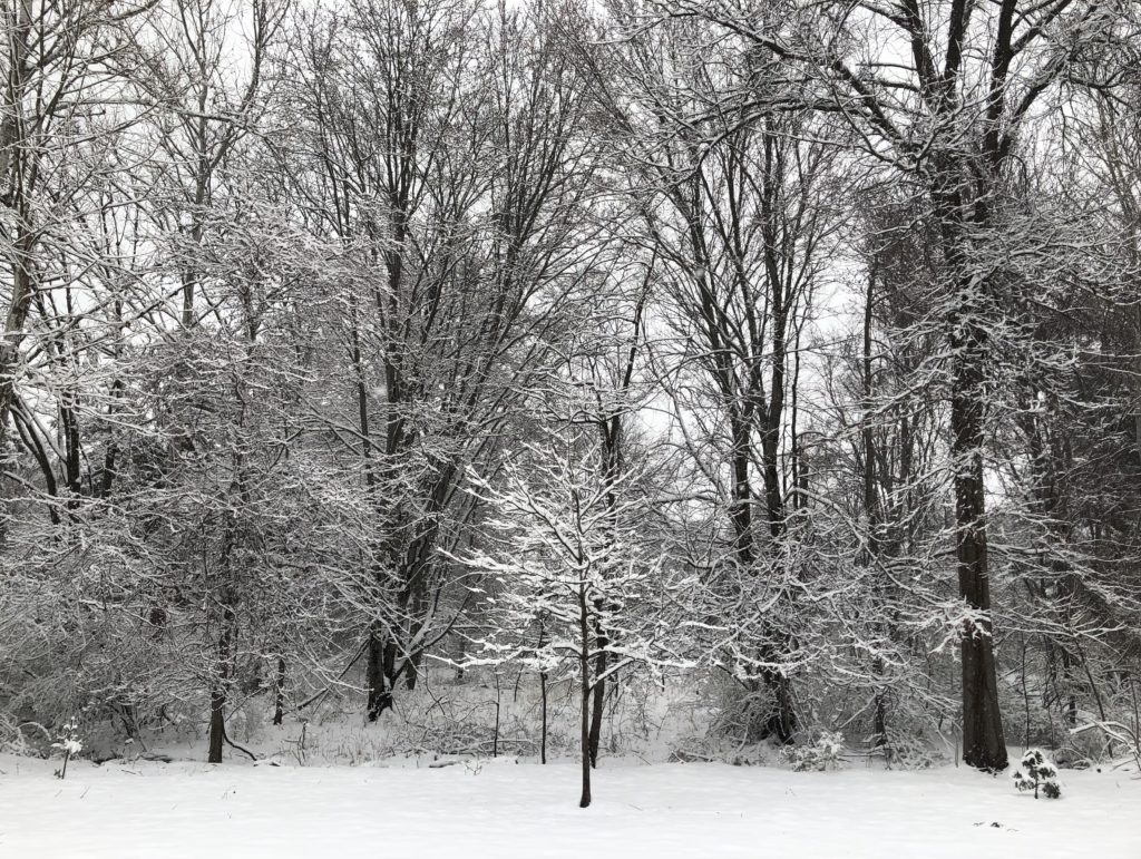 Snow and ice covered trees.