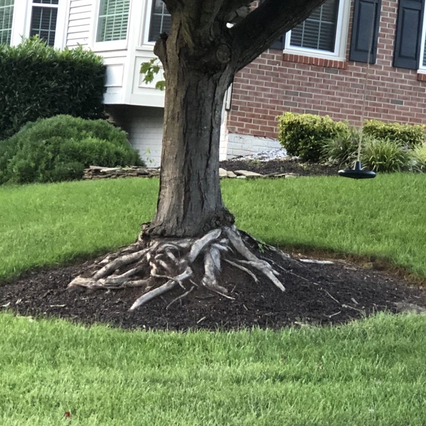 Roots 101 Tree Root Systems