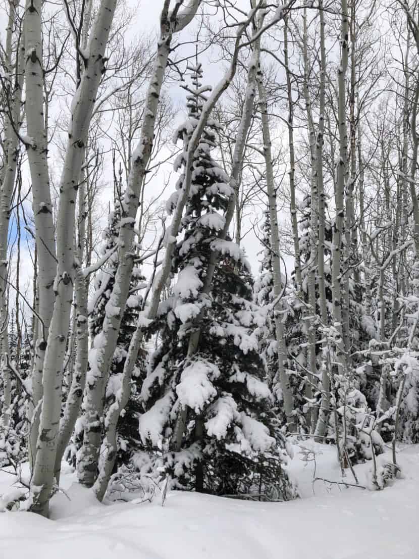 American Aspen Tree Types of Trees