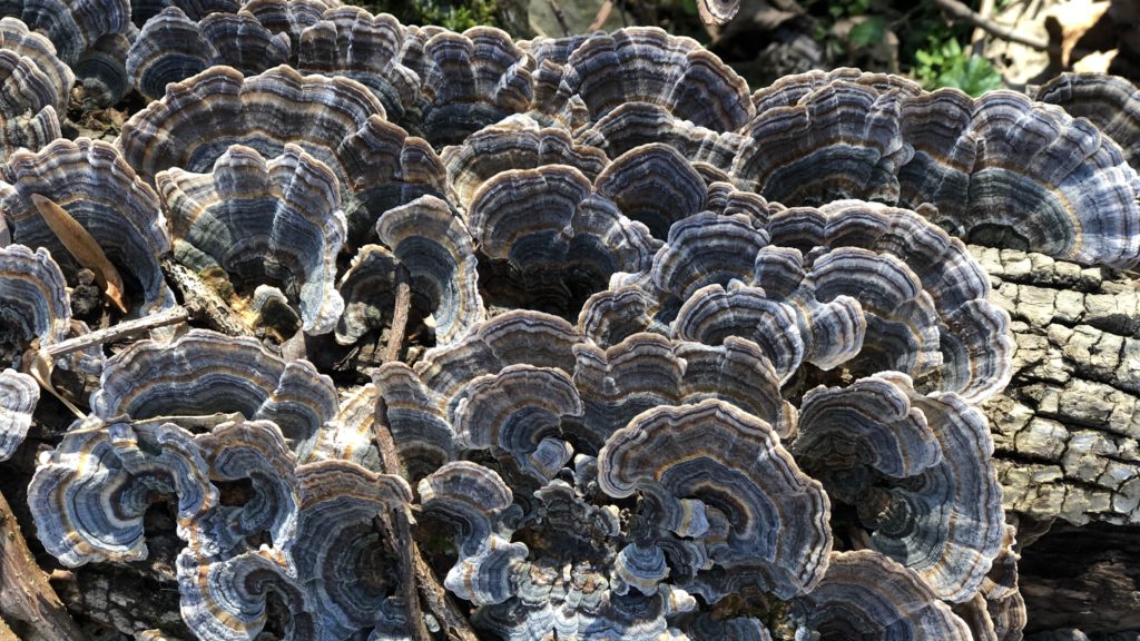 Trametes fungi growing in concentric rings and overlapping shelves in Northern Virginia. 