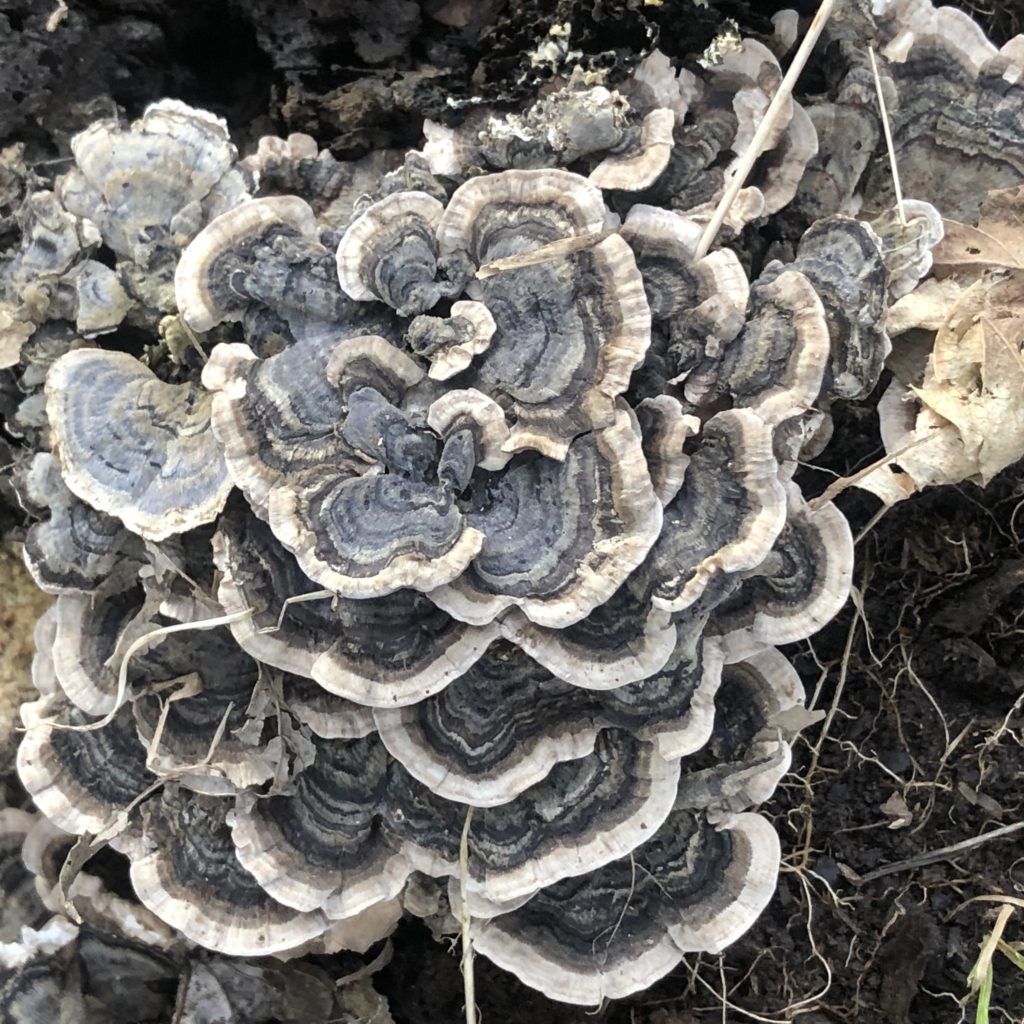 Trametes versicolor or turkey tail fungi.