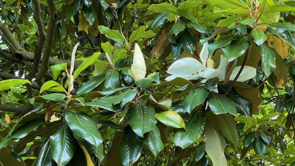 Magnolia Leaves and Bud