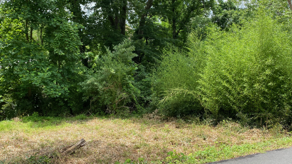 Invasive bamboo along the street in Great Falls, VA. The mowed area was also bamboo. It will re-shoot from the roots. 