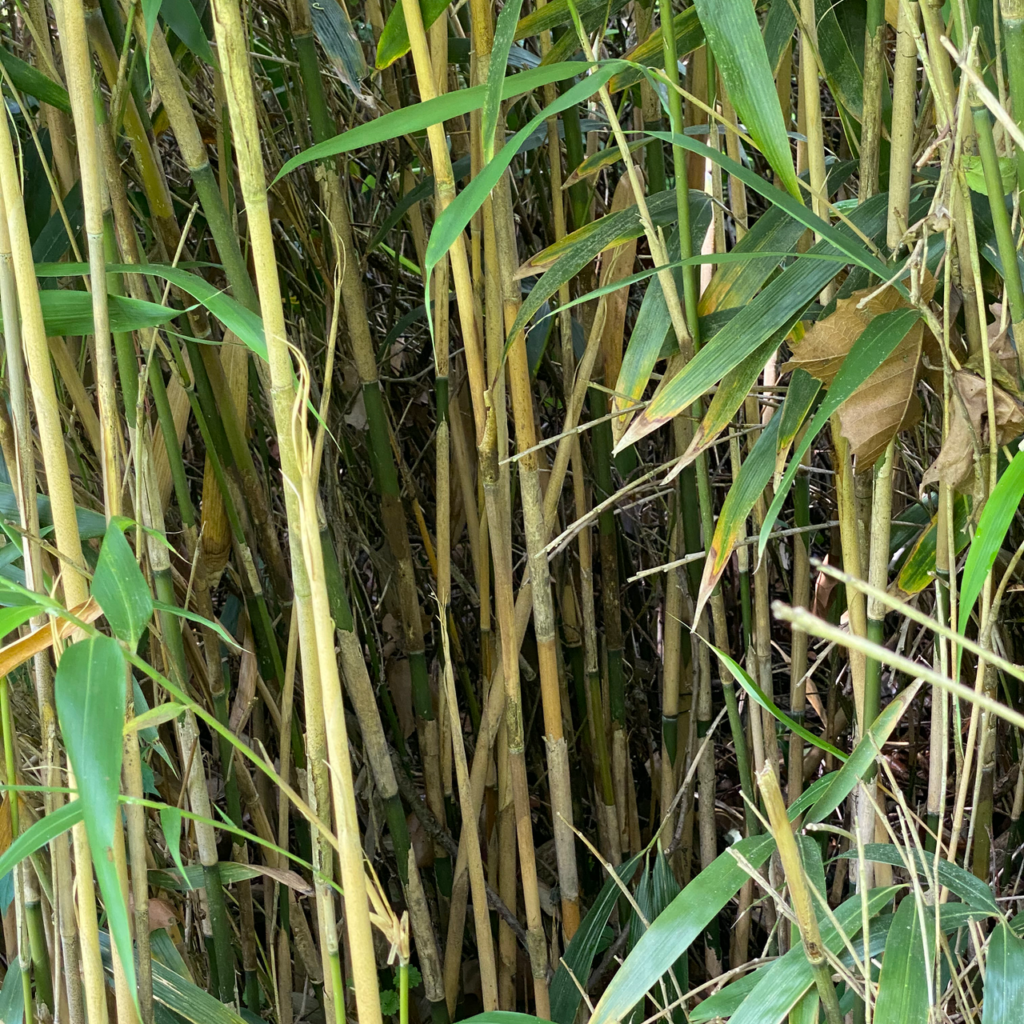 Thick growth patterns of an invasive species.