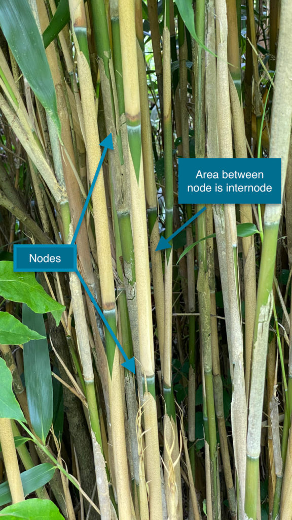 Bamboo Culms