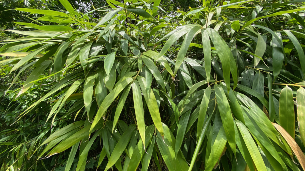 Thick cluster of bamboo leaves in Great Falls, VA