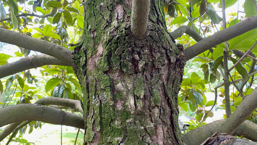 Rough trunk bark and smooth branch bark.