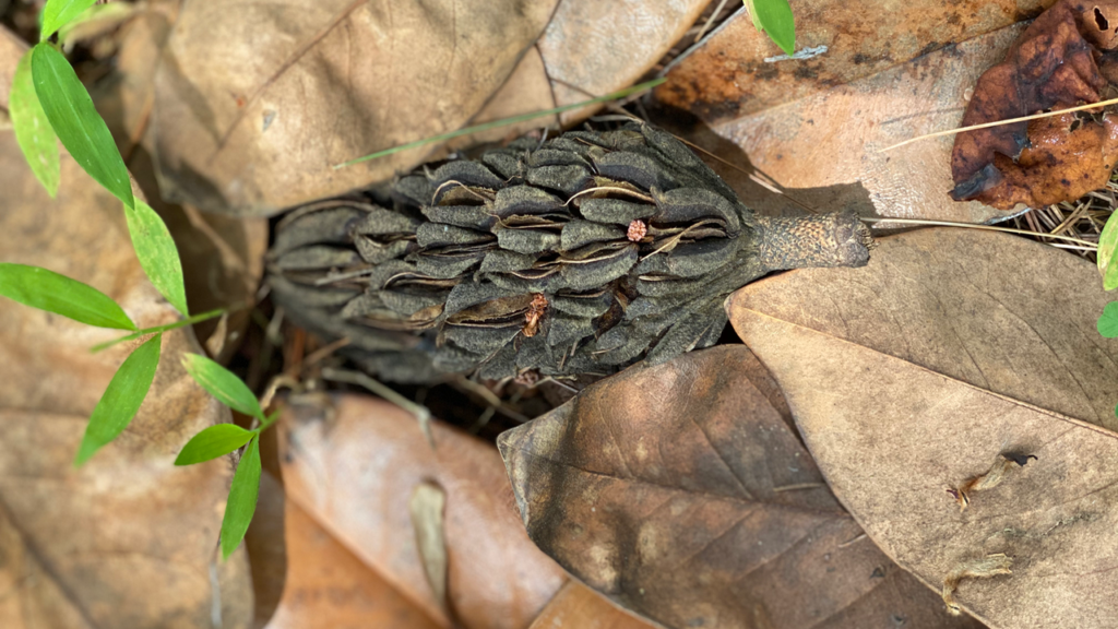 Southern Magnolia Fruit