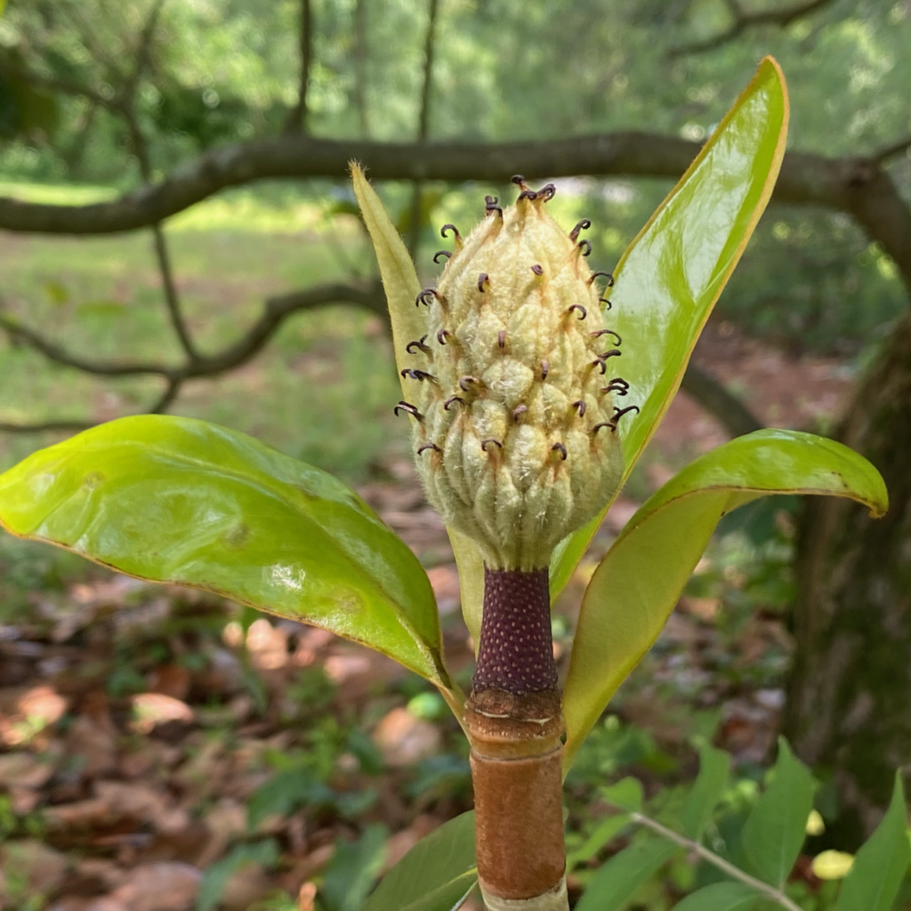 Remains of Magnolia Flower