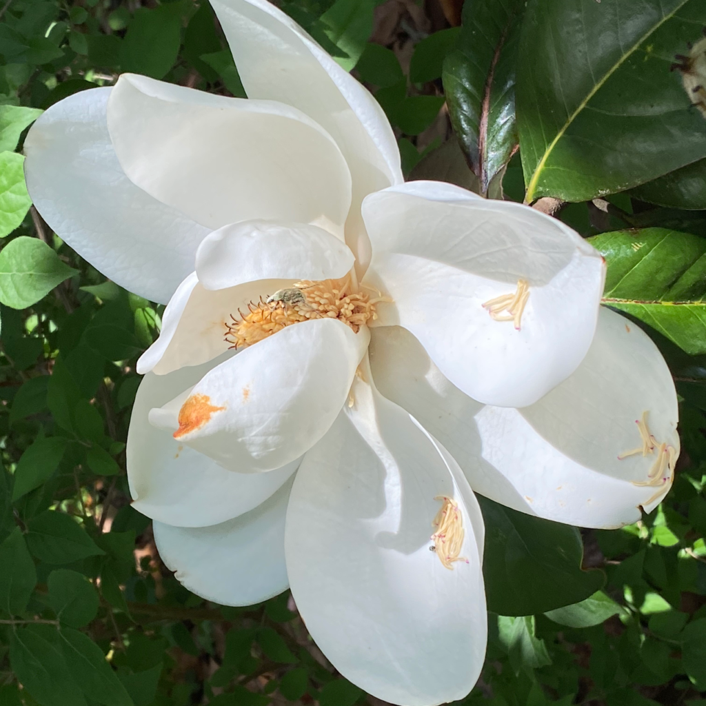 Southern Magnolia Flower