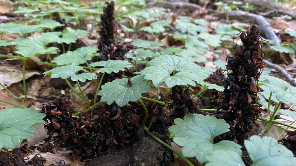 Squawroot After Flowering and Seeding