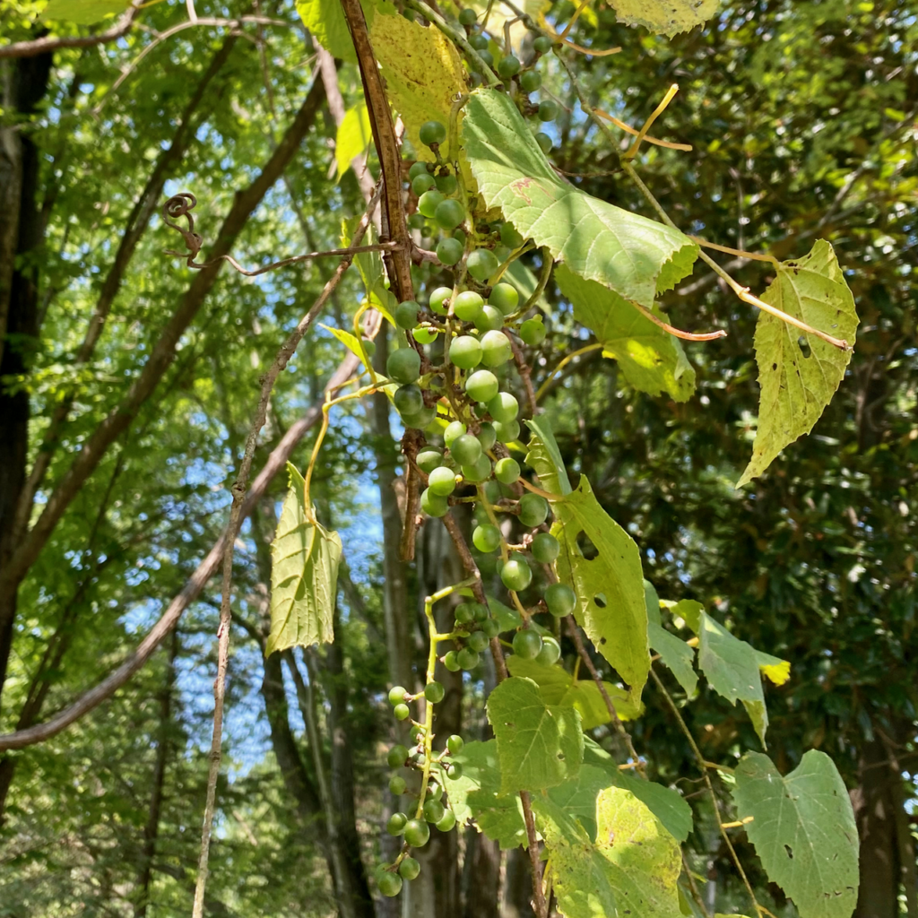 Wild Grape Vines ~ Vic's Tree Service ~ Uncategorized