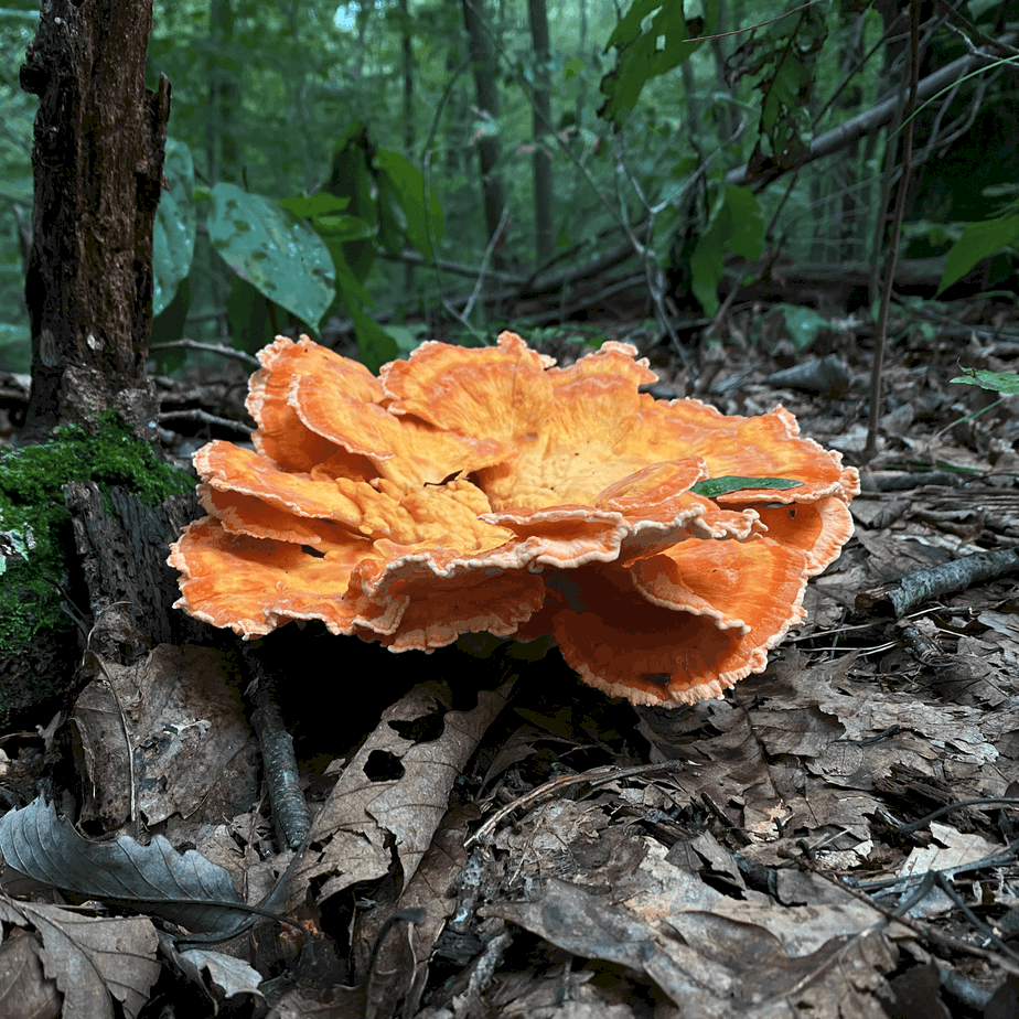 List 93+ Images why is it called chicken of the woods Latest