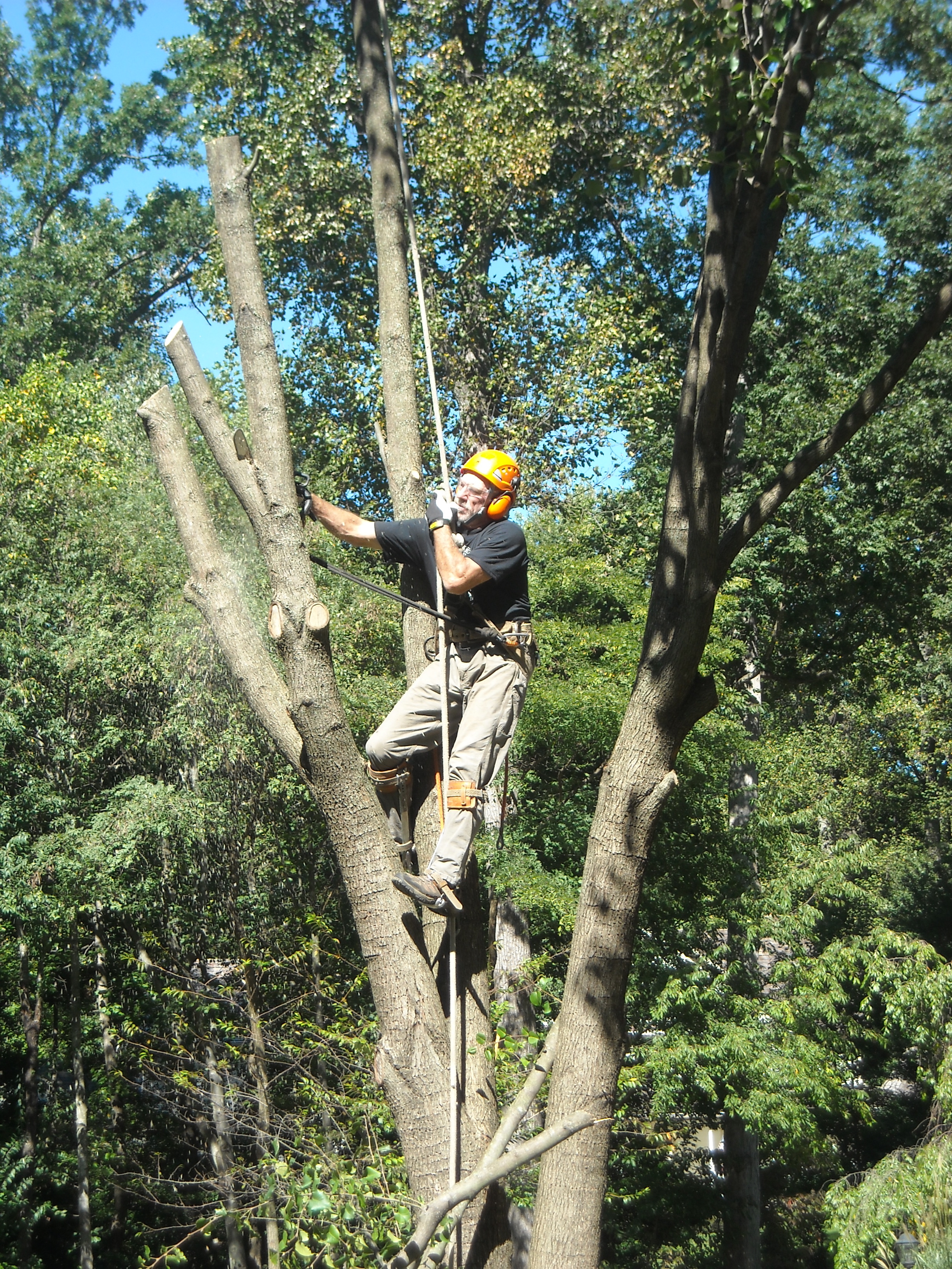 Climber completing a tree removal.