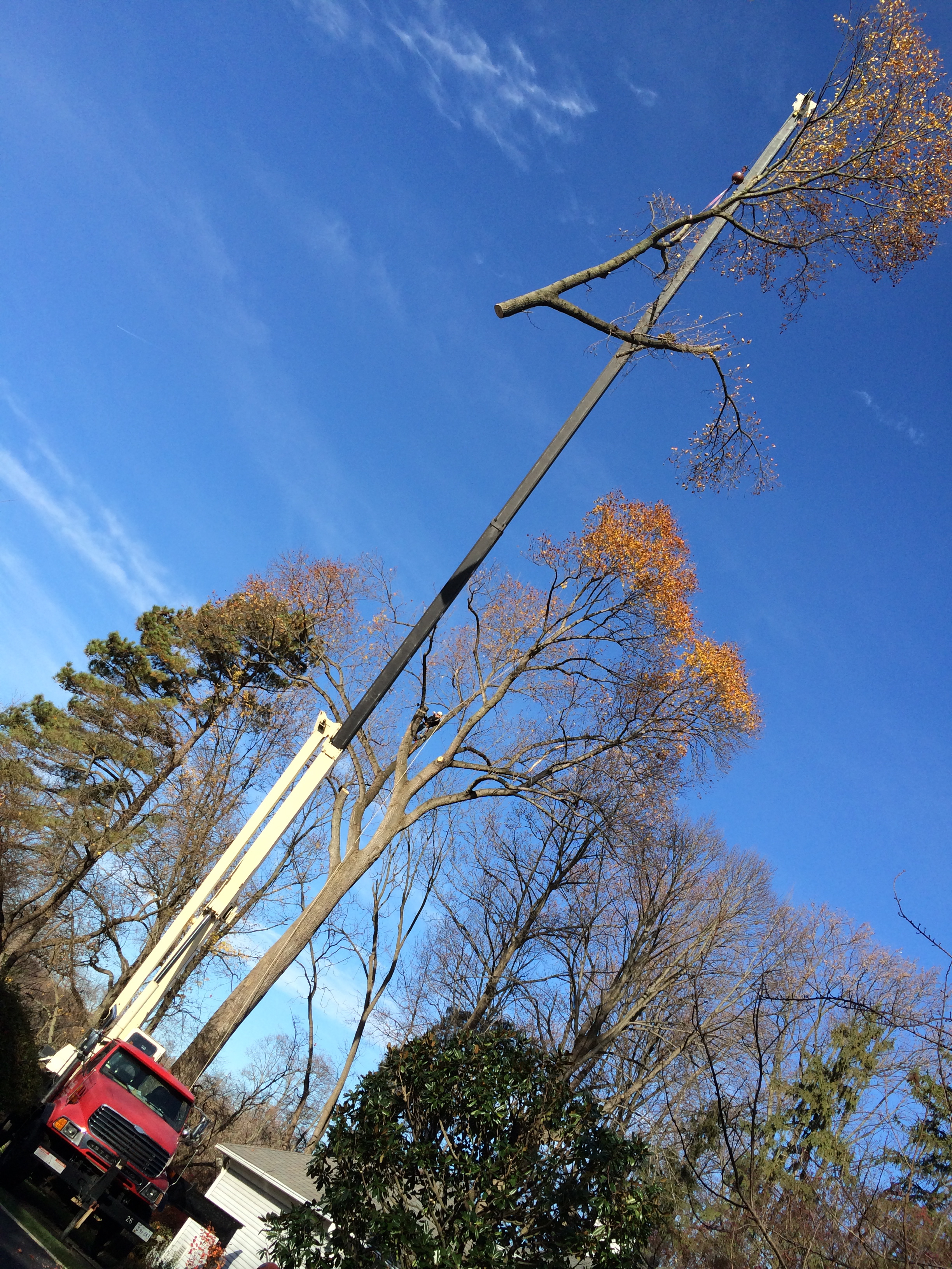 tree removal, tree removal service, tree service removal