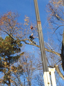 tree removal, tree removal service, tree service removal