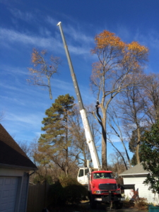 tree removal, tree removal service, tree service removal