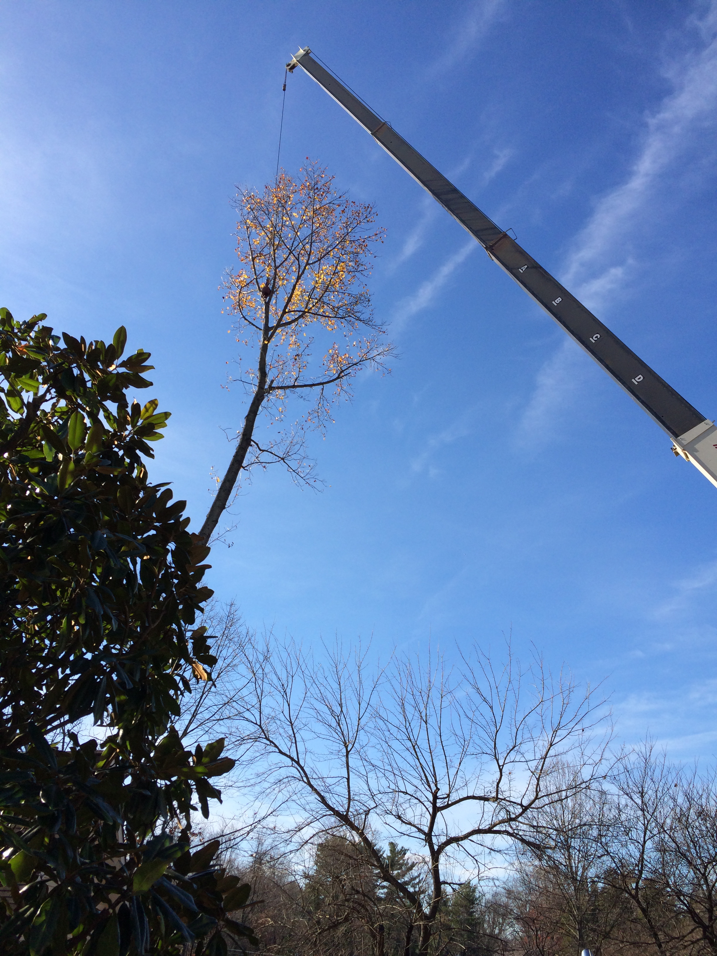 tree removal, tree removal service, tree service removal