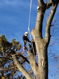 tree removal, tree removal service, tree service removal